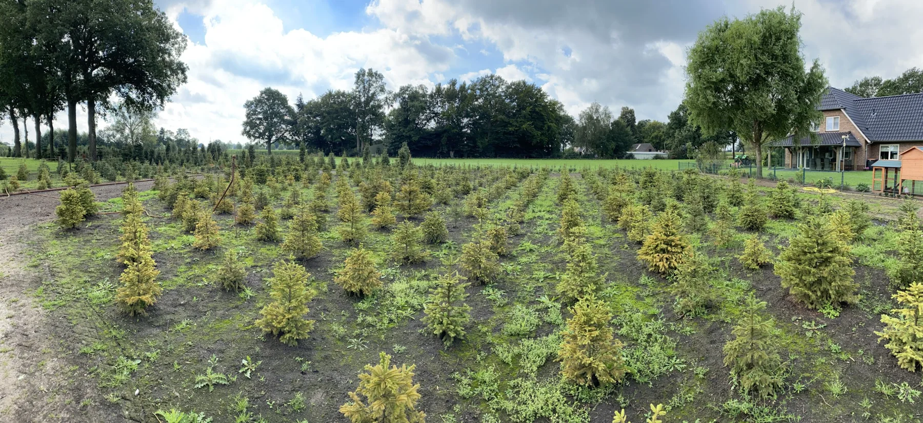 Rijen kerstbomen op de kwekerij van Booijink in Raalte