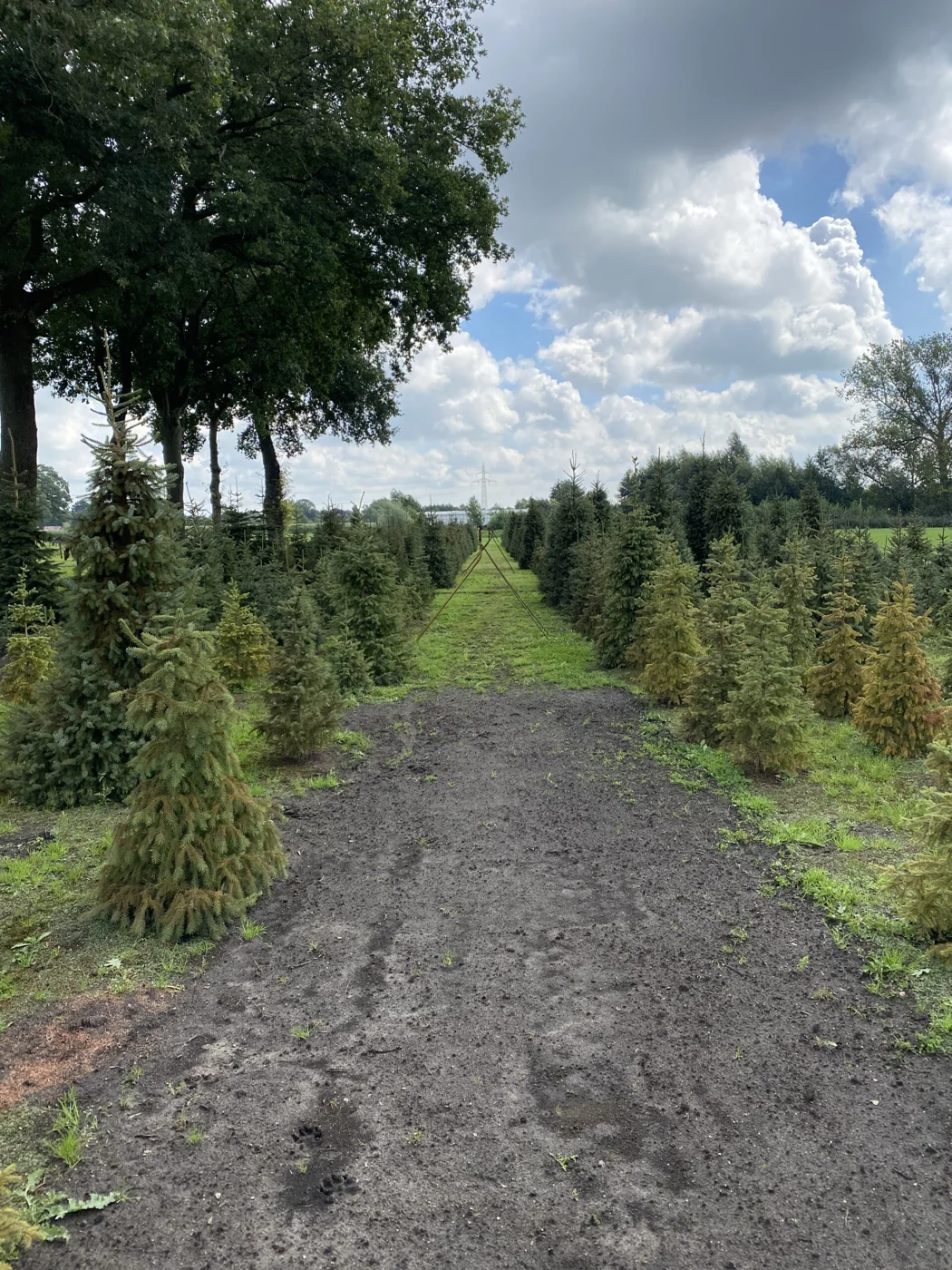 Groene kerstbomen in het open veld