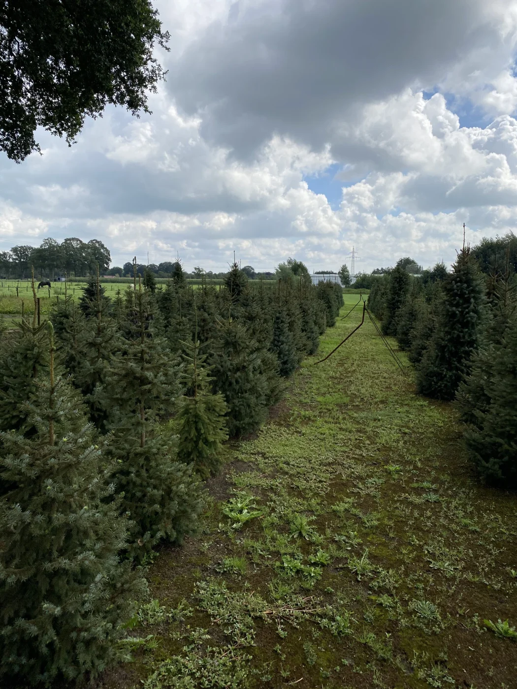 Pad tussen de kerstbomen op de kwekerij