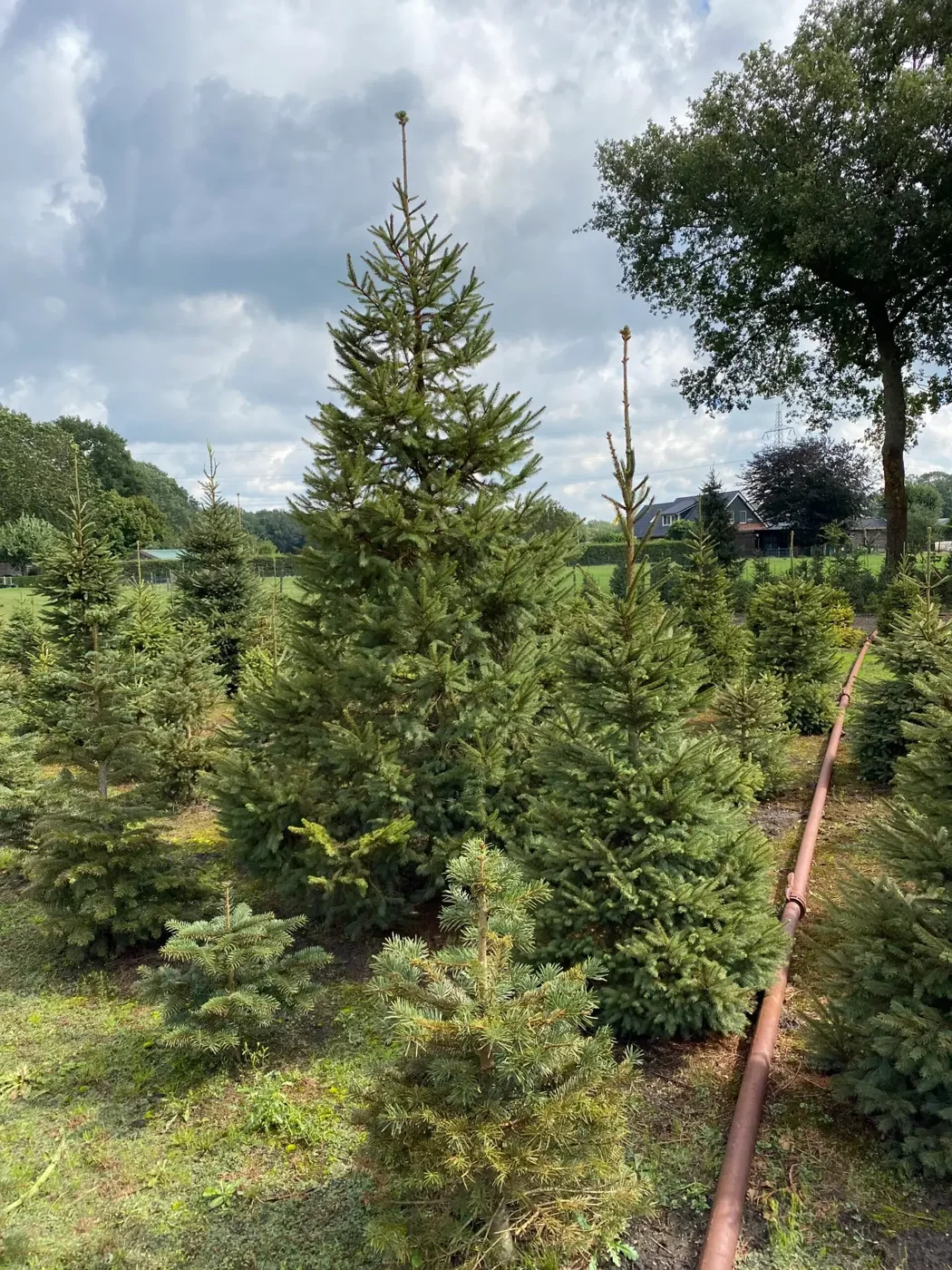 De kerstbomen in het veld