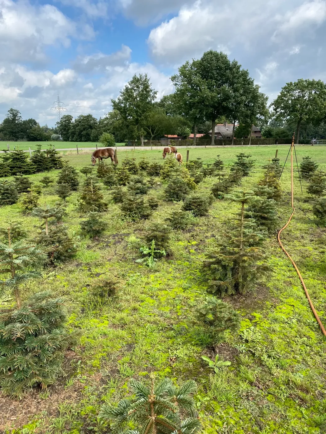 Bomen op de kwekerij