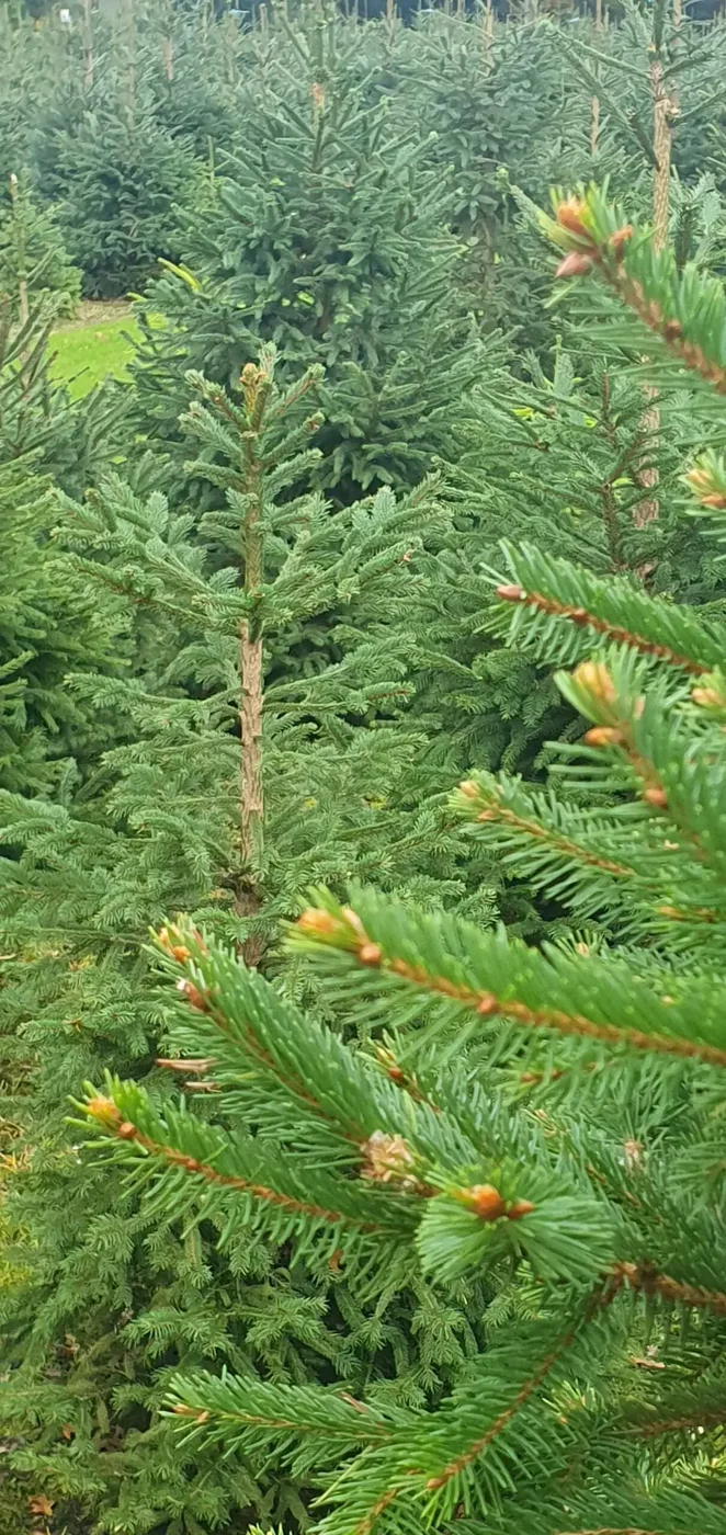 Detail van een kerstboom uit de originele fotocollectie